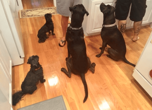 Missy & Buzz with Mia & Desi, all calmly waiting for a yummy treat.