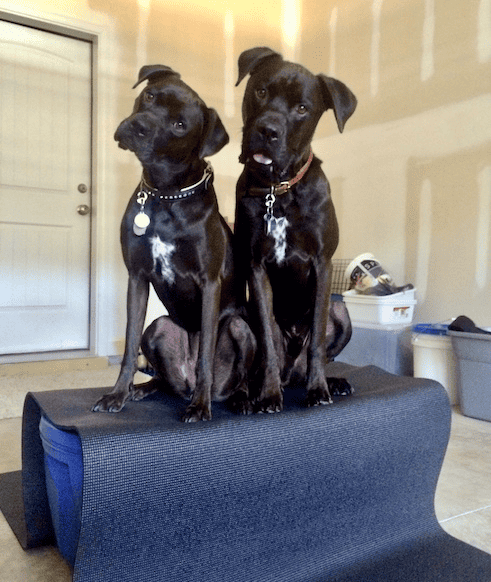 Missy & Buzz are attentive and curious about what’s coming next in our training session.