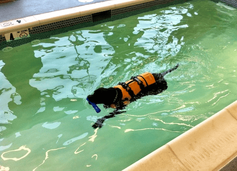 Missy at the doggie pool wearing a doggie swim vest.