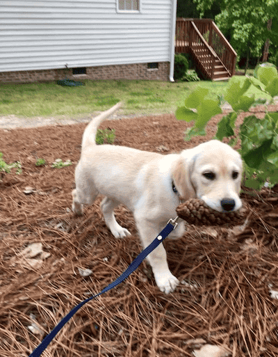 Walking former client puppy Sasha on a 6’ leash