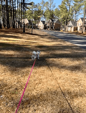 Walking former client pup Madison on a retractable leash in an open space