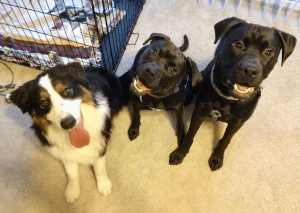 From left to right: happy doggie friends Shade, Missy and Buzz are taking a break from playing.