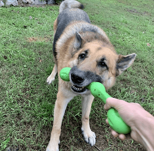 Playing tug with a friend’s GSD and the Zogoflex Echo Zwig toy