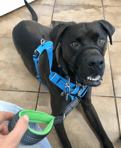 Waiting at the vet’s with my dog Buzz. He’ on a short nylon leash tab and a head collar