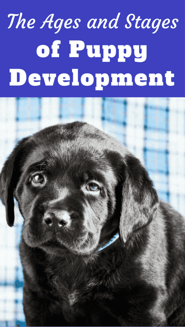 The Ages And Stages Of Puppy Development - black Labrador Retriever puppy looking back at the camera.