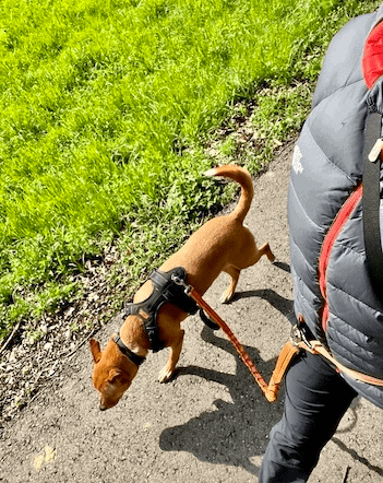 On a hands-free walk with my dog Wally using a 4’ bungee leash attachment