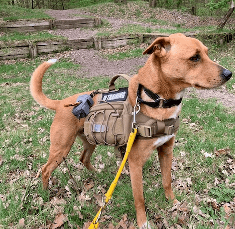 Wally on a backpack walk in horse country.