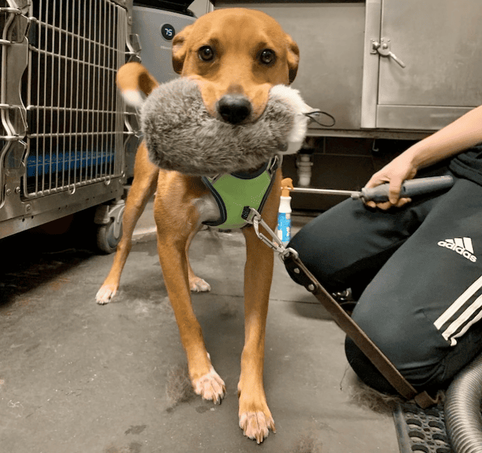 Wally with a stolen plush dog toy he grabbed on his way to getting his nails trimmed at a local pet retail store.