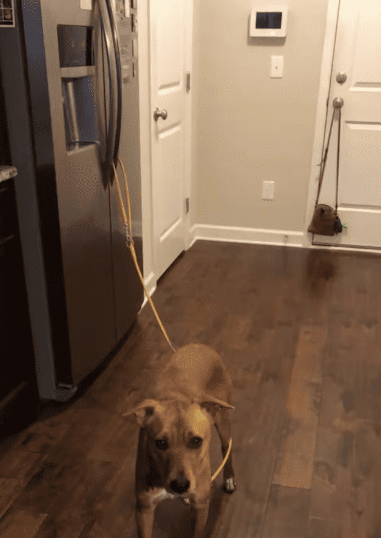 Wally leashed in the kitchen