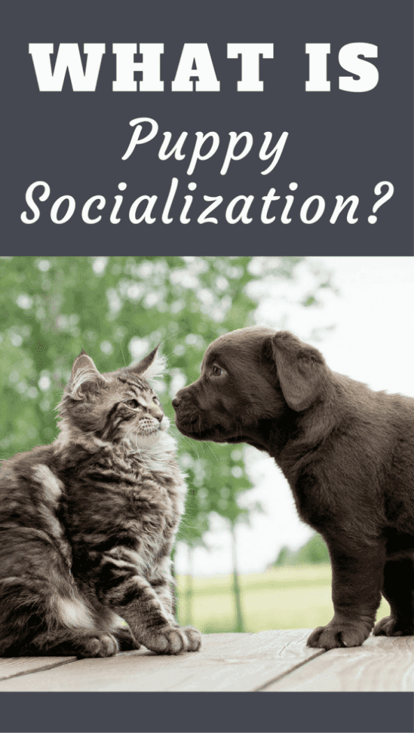 What Is Puppy Socialization? - Chocolate Labrador Retriever puppy meeting a cat out on the deck.